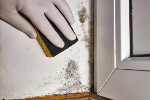 Protect Your Health with Professional Mold Remediation